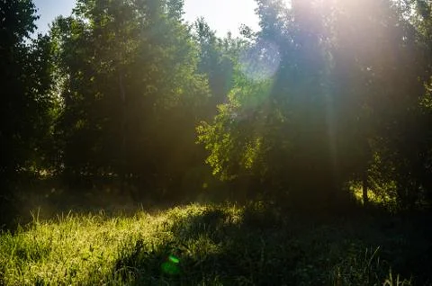 The sun's rays break through the birch leaves. Thick morning fog Stock Photos