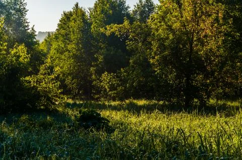 The sun's rays break through the birch leaves. Thick morning fog Stock Photos