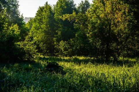 The sun's rays break through the birch leaves. Thick morning fog Foto stock