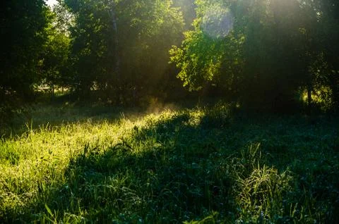 The sun's rays break through the birch leaves. Thick morning fog Stock Photos