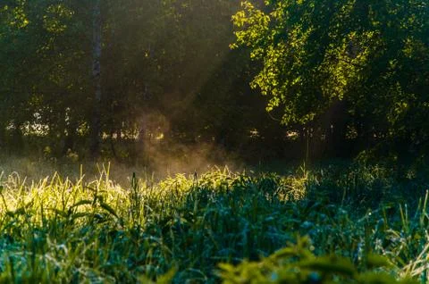 The sun's rays break through the birch leaves. Thick morning fog Stock Photos