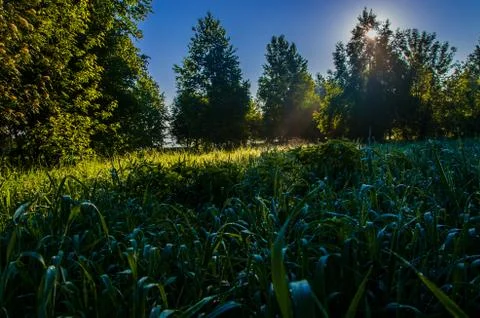 The sun's rays break through the birch leaves. Thick morning fog Stock Photos