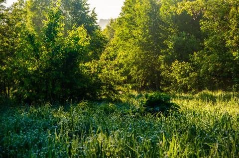 The sun's rays break through the birch leaves. Thick morning fog Stock Photos