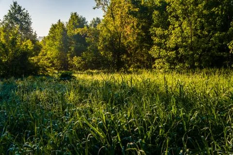 The sun's rays break through the birch leaves. Thick morning fog Stock Photos