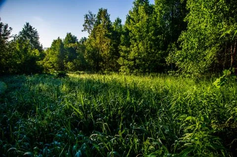 The sun's rays break through the birch leaves. Thick morning fog Stock Photos
