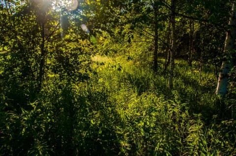 The sun's rays break through the birch leaves. Thick morning fog Stock Photos