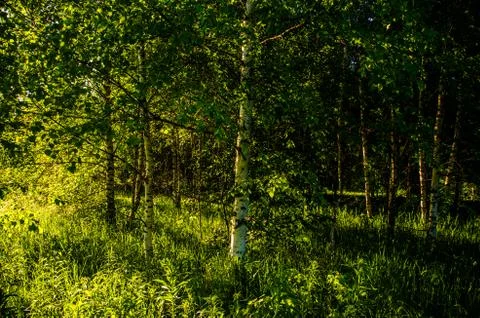 The sun's rays break through the birch leaves. Thick morning fog Stock Photos