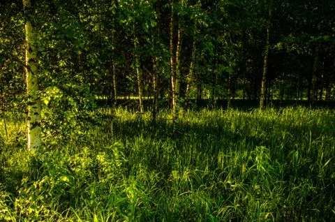 The sun's rays break through the birch leaves. Thick morning fog Stock Photos