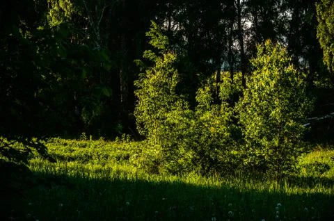 The sun's rays break through the birch leaves. Thick morning fog Stock Photos
