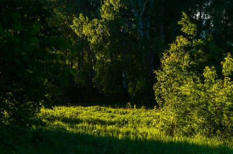 The sun's rays break through the birch leaves. Thick morning fog Stock Photos