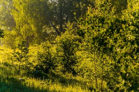The sun's rays break through the birch leaves. Thick morning fog Stock Photos