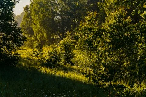 The sun's rays break through the birch leaves. Thick morning fog Stock Photos