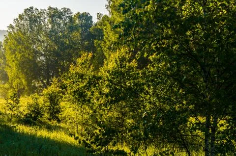 The sun's rays break through the birch leaves. Thick morning fog Foto stock