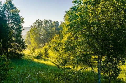 The sun's rays break through the birch leaves. Thick morning fog Stock Photos