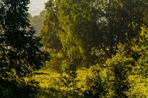 The sun's rays break through the birch leaves. Thick morning fog Foto stock
