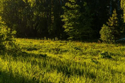 The sun's rays break through the birch leaves. Thick morning fog Stock Photos
