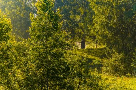 The sun's rays break through the birch leaves. Thick morning fog Stock Photos