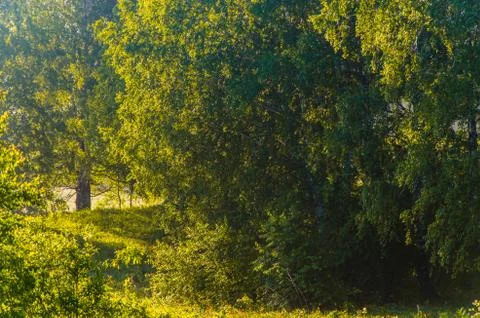 The sun's rays break through the birch leaves. Thick morning fog Stock Photos