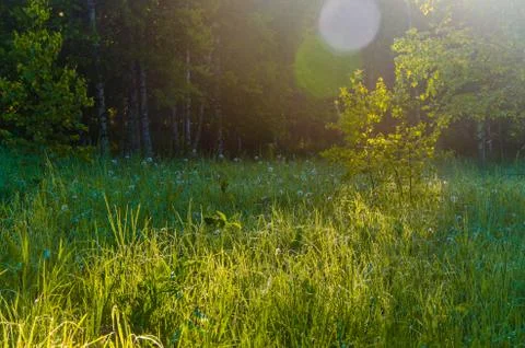 The sun's rays break through the birch leaves. Thick morning fog Stock Photos