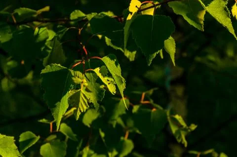 The sun's rays break through the birch leaves. Thick morning fog Stock Photos