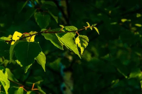 The sun's rays break through the birch leaves. Thick morning fog Stock Photos