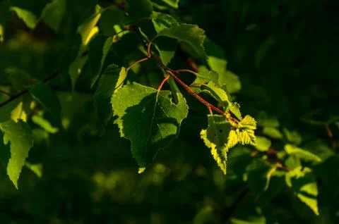 The sun's rays break through the birch leaves. Thick morning fog Stock Photos