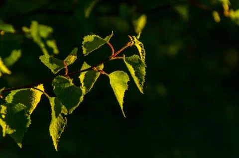 The sun's rays break through the birch leaves. Thick morning fog Stock Photos