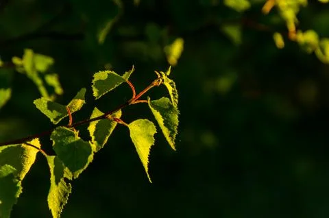 The sun's rays break through the birch leaves. Thick morning fog Stock Photos