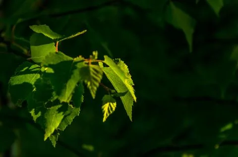 The sun's rays break through the birch leaves. Thick morning fog Stock Photos