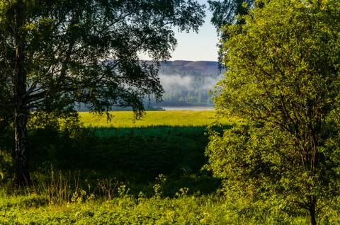 The sun's rays break through the birch leaves. Thick morning fog Stock Photos