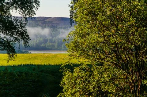The sun's rays break through the birch leaves. Thick morning fog Foto stock