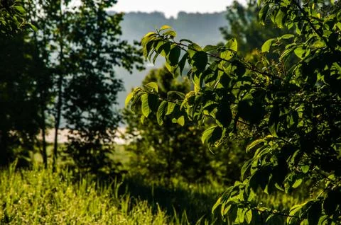 The sun's rays break through the birch leaves. Thick morning fog Stock Photos