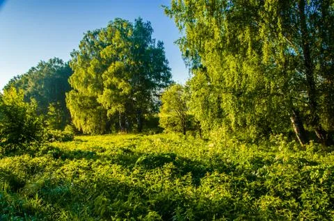 The sun's rays break through the birch leaves. Thick morning fog Stock Photos
