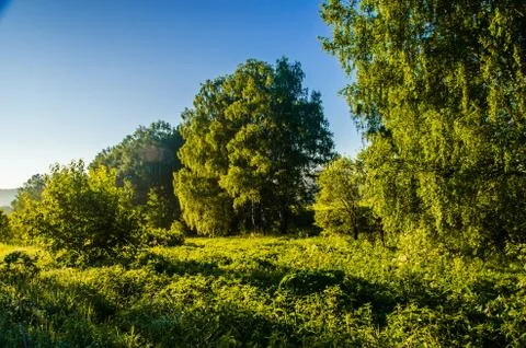 The sun's rays break through the birch leaves. Thick morning fog Stock Photos