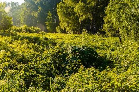 The sun's rays break through the birch leaves. Thick morning fog Stock Photos
