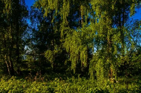 The sun's rays break through the birch leaves. Thick morning fog Stock Photos