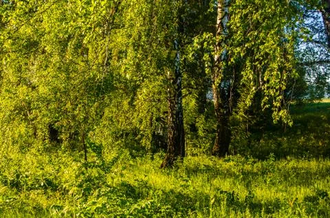 The sun's rays break through the birch leaves. Thick morning fog Stock Photos