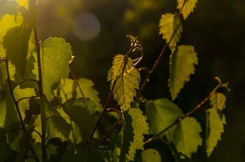 The sun's rays break through the birch leaves. Thick morning fog Stock Photos