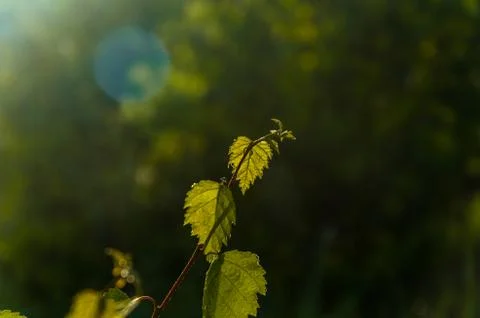 The sun's rays break through the birch leaves. Thick morning fog Stock Photos