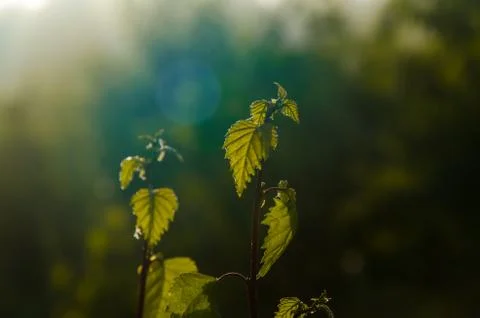 The sun's rays break through the birch leaves. Thick morning fog Stock Photos