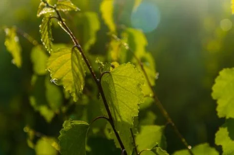 The sun's rays break through the birch leaves. Thick morning fog Stock Photos