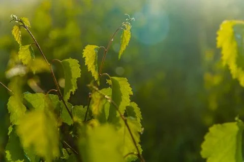 The sun's rays break through the birch leaves. Thick morning fog Stock Photos