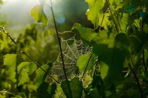 The sun's rays break through the birch leaves. Thick morning fog Stock Photos