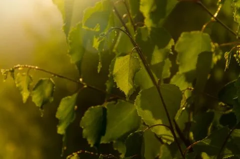 The sun's rays break through the birch leaves. Thick morning fog Stock Photos