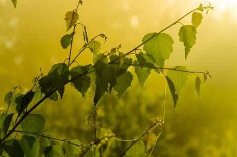 The sun's rays break through the birch leaves. Thick morning fog Stock Photos