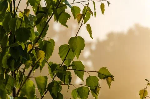 The sun's rays break through the birch leaves. Thick morning fog Stock Photos