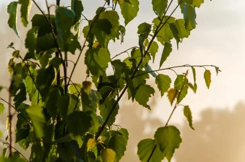 The sun's rays break through the birch leaves. Thick morning fog Stock Photos