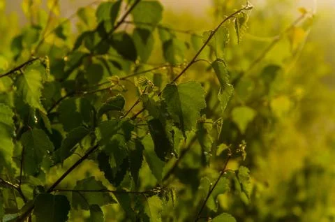 The sun's rays break through the birch leaves. Thick morning fog Stock Photos