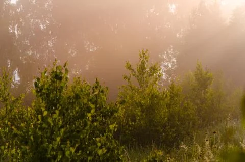 The sun's rays break through the birch leaves. Thick morning fog Stock Photos