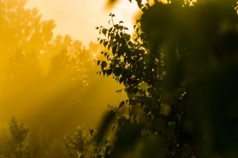 The sun's rays break through the birch leaves. Thick morning fog Stock Photos